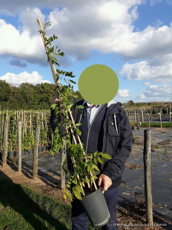 WISTERIA En pot de 4-5 litres hauteur 080-100 cm