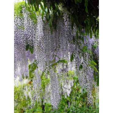 WISTERIA floribunda MACROBOTRYS (Glycine du Japon)