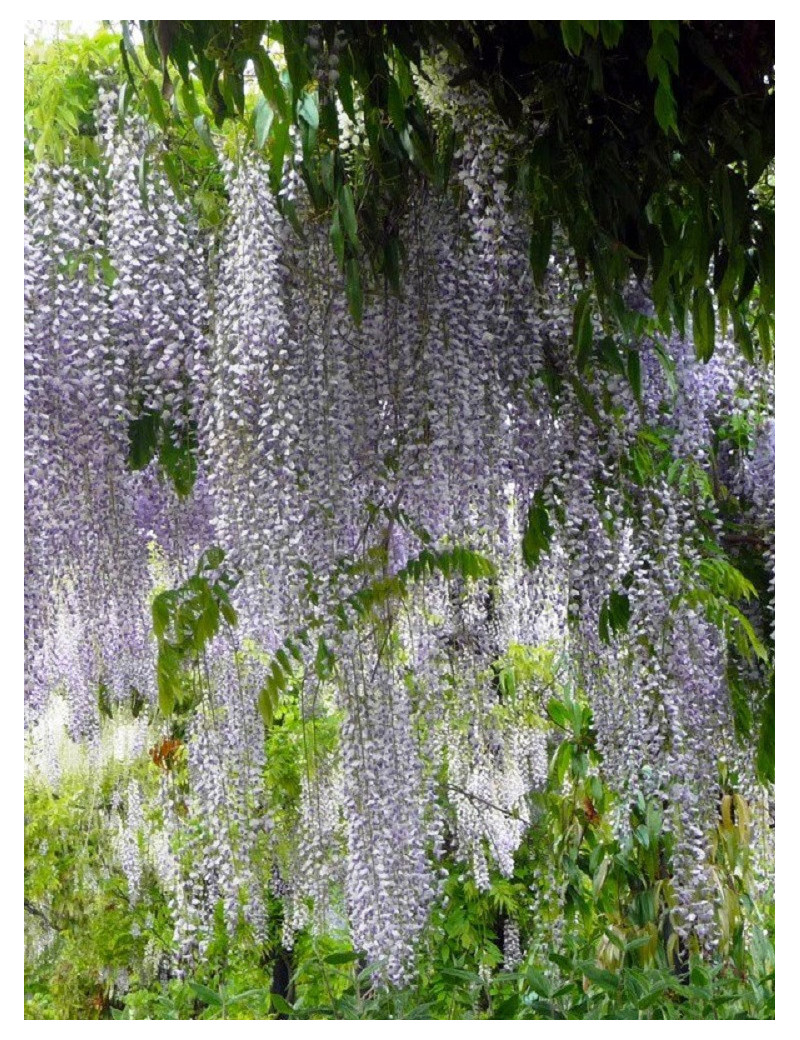 WISTERIA floribunda MACROBOTRYS (Glycine du Japon)