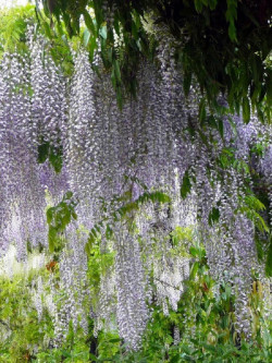 WISTERIA floribunda MACROBOTRYS