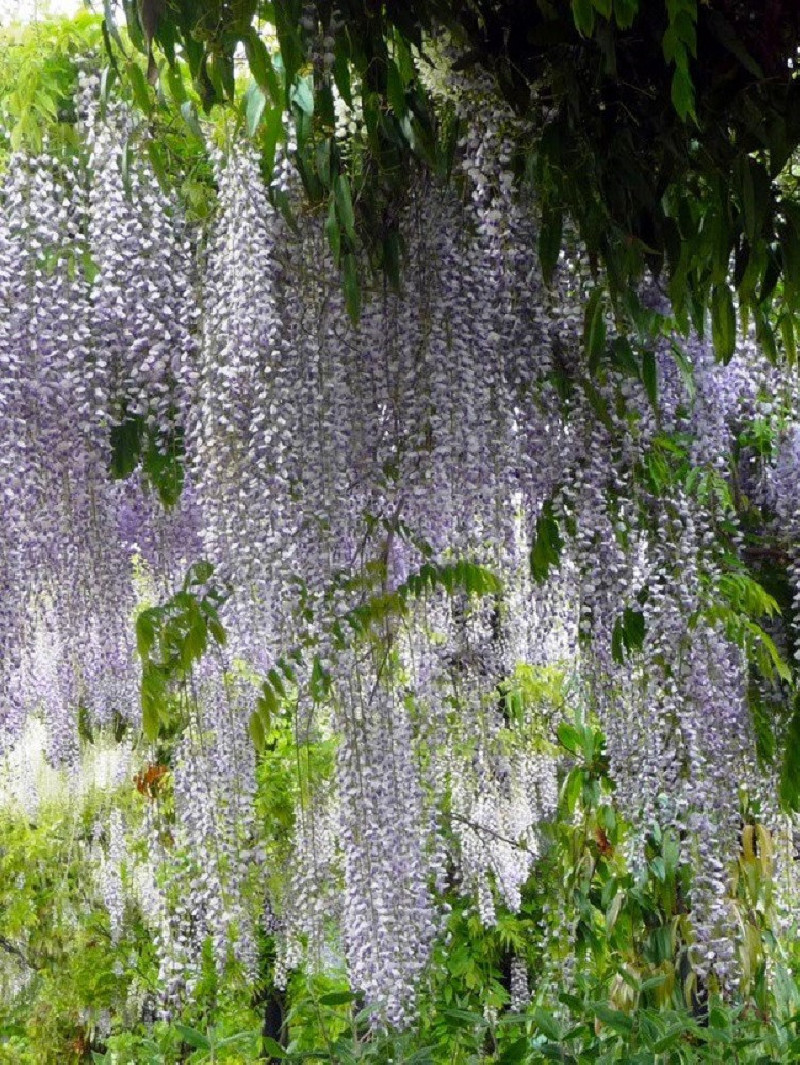 WISTERIA floribunda MACROBOTRYS