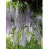 WISTERIA floribunda MACROBOTRYS (Glycine du Japon)