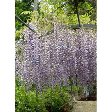 Glycine japonaise - Wisteria floribunda - Le Jardin du Pic Vert