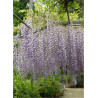 WISTERIA floribunda MACROBOTRYS (Glycine du Japon)