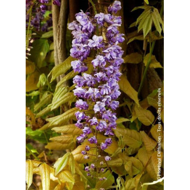 WISTERIA floribunda VIOLACEA PLENA (Glycine du Japon)