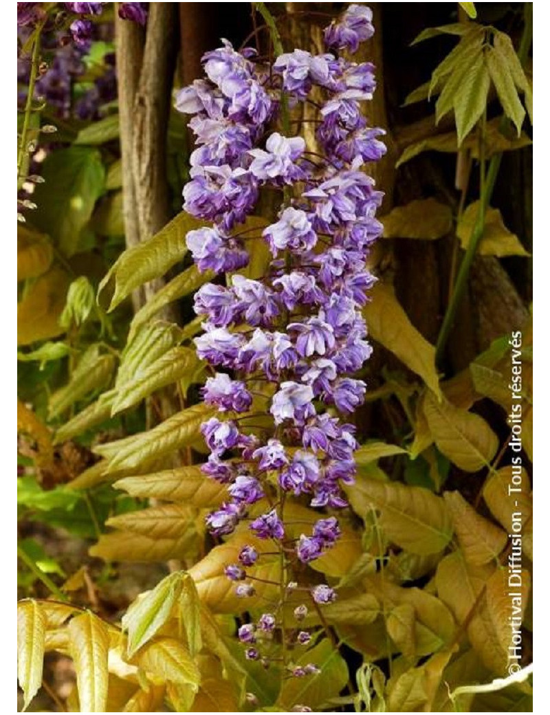 WISTERIA floribunda VIOLACEA PLENA (Glycine du Japon)