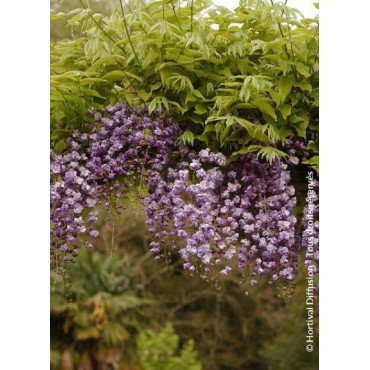 WISTERIA floribunda VIOLACEA PLENA (Glycine du Japon)