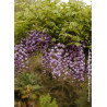 WISTERIA floribunda VIOLACEA PLENA (Glycine du Japon)