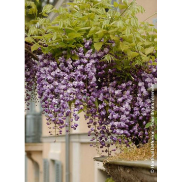 WISTERIA floribunda VIOLACEA PLENA (Glycine du Japon)