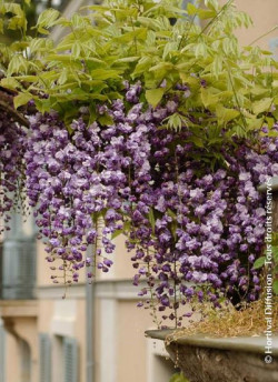 WISTERIA floribunda VIOLACEA PLENA