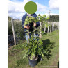 WISTERIA (Glycine) En pot de 10-12 litres hauteur 100-150 cm