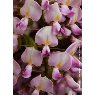 WISTERIA floribunda ROSEA (Glycine du Japon)