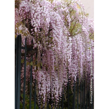 WISTERIA floribunda ROSEA (Glycine du Japon)