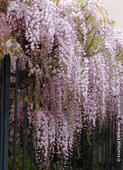WISTERIA floribunda ROSEA