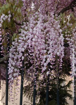 WISTERIA floribunda ROSEA
