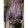 WISTERIA floribunda ROSEA (Glycine du Japon)