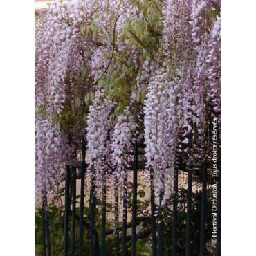 WISTERIA floribunda ROSEA (Glycine du Japon)