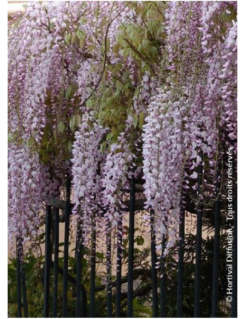 WISTERIA floribunda ROSEA (Glycine du Japon)