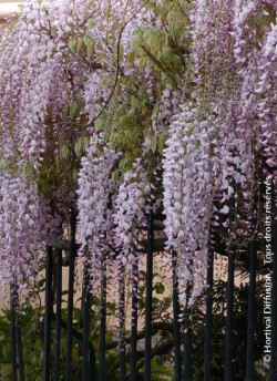 WISTERIA floribunda ROSEA