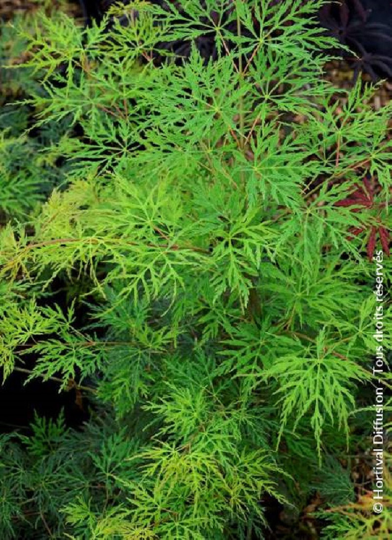 erable-du-japon-a-feuillage-decoupe-emerald-lace-acer-palmatum-dissectum-emerald-lace.jpg