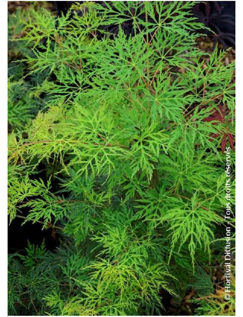 ACER palmatum EMERALD LACE (Érable du Japon)