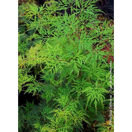 ACER palmatum EMERALD LACE (Érable du Japon)