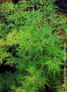 erable-du-japon-a-feuillage-decoupe-emerald-lace-acer-palmatum-dissectum-emerald-lace.jpg