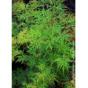 ACER palmatum EMERALD LACE (Érable du Japon)