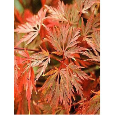 ACER palmatum EMERALD LACE (Érable du Japon)