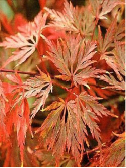 ACER palmatum EMERALD LACE