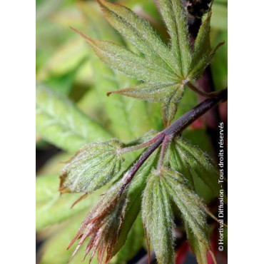 ACER palmatum OSAKAZUKI (Érable du Japon)