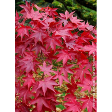 ACER palmatum OSAKAZUKI (Érable du Japon)