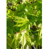 ACER palmatum OSAKAZUKI (Érable du Japon)