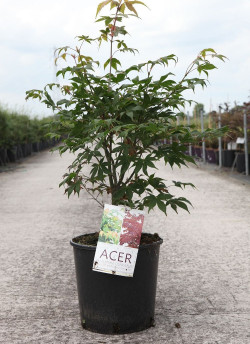 ACER palmatum OSAKAZUKI En pot de 10-12 litres buisson hauteur 040-050 cm