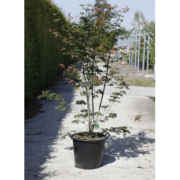 ACER palmatum OSAKAZUKI (Érable du Japon) En pot de 35-50 litres