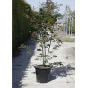 ACER palmatum OSAKAZUKI En pot de 30-35 litres buisson hauteur 125-150 cm