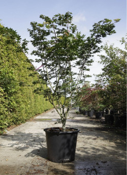 ACER palmatum OSAKAZUKI En pot de 50-70 litres buisson hauteur 150-175 cm