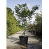 ACER palmatum OSAKAZUKI (Érable du Japon) En pot de 50-70 litres