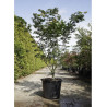 ACER palmatum OSAKAZUKI En pot de 50-70 litres buisson hauteur 150-175 cm