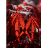 ACER palmatum ENKAN (Érable du Japon)