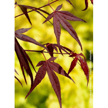 ACER palmatum ENKAN (Érable du Japon)2