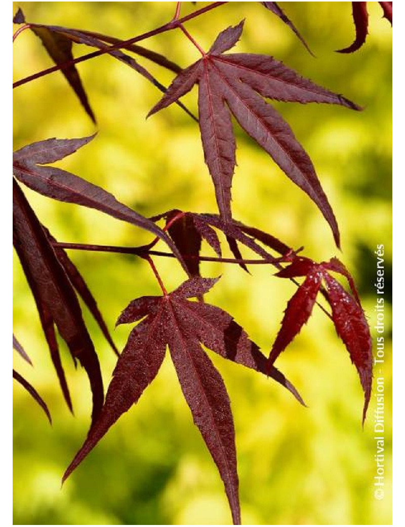 ACER palmatum ENKAN (Érable du Japon)2