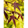 ACER palmatum ENKAN (Érable du Japon)2