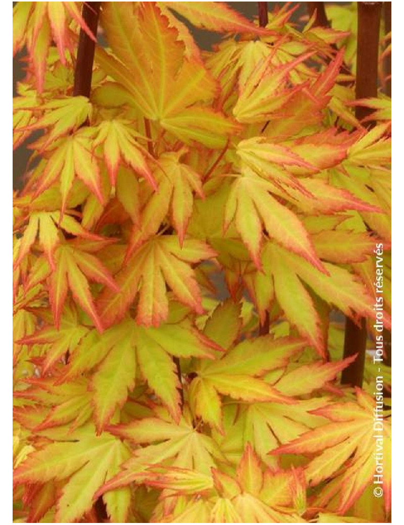 ACER palmatum ORANGE DREAM (Érable du Japon)