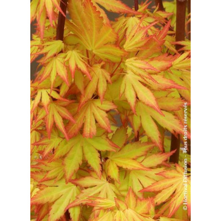 ACER palmatum ORANGE DREAM (Érable du Japon)