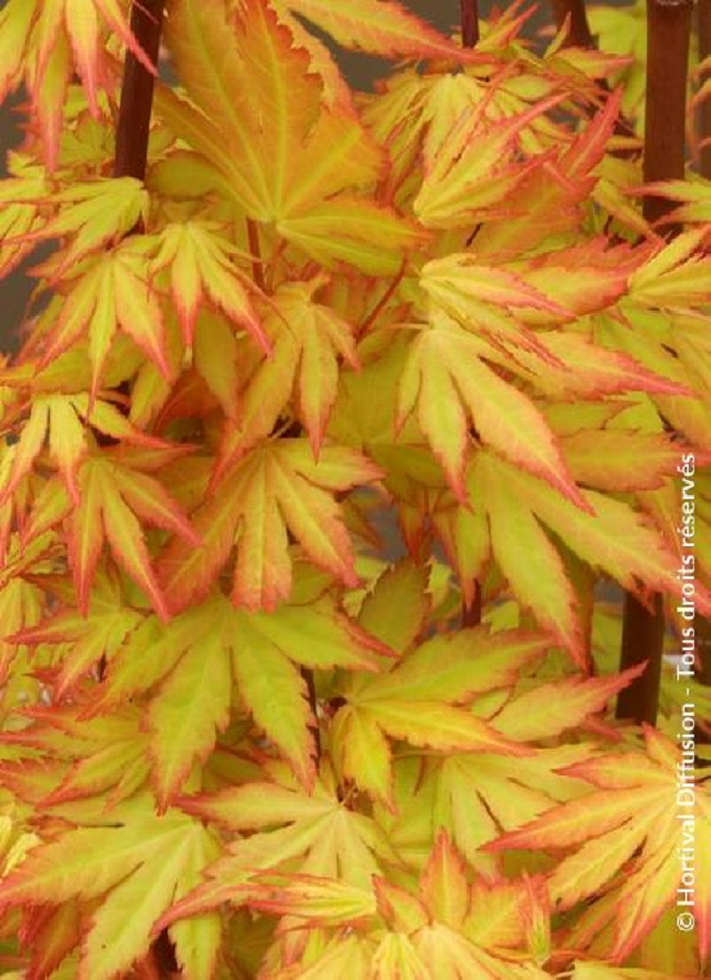 erable-du-japon-orange-dream-acer-palmatum-orange-dream.jpg