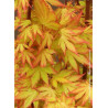 ACER palmatum ORANGE DREAM (Érable du Japon)