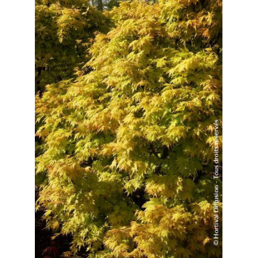 ACER palmatum ORANGE DREAM (Érable du Japon)