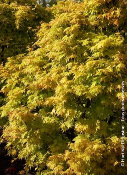ACER palmatum ORANGE DREAM