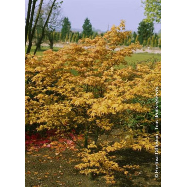 ACER palmatum ORANGE DREAM (Érable du Japon)